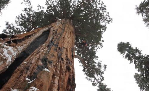 Этому дереву 3200 лет, и его никому не удавалось запечатлеть целиком