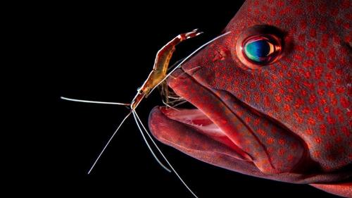 Претенденты на победу в конкурсе Sony World Photography Awards 2019