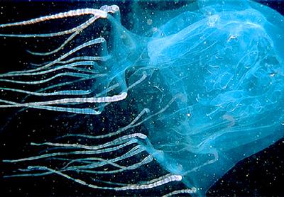 Самые ядовитые подводные обитатели планеты