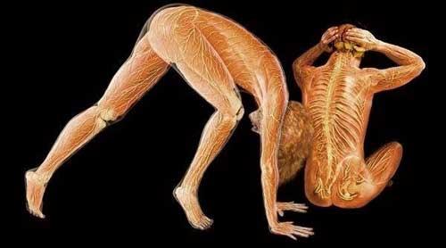 Анатомия в фото: человек изнутри