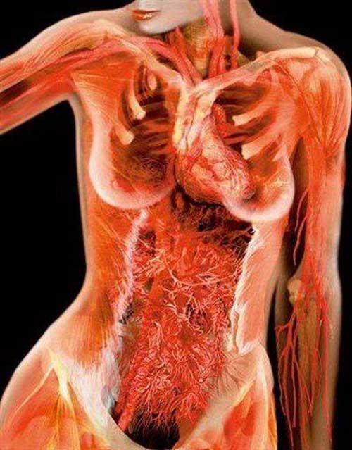 Анатомия в фото: человек изнутри
