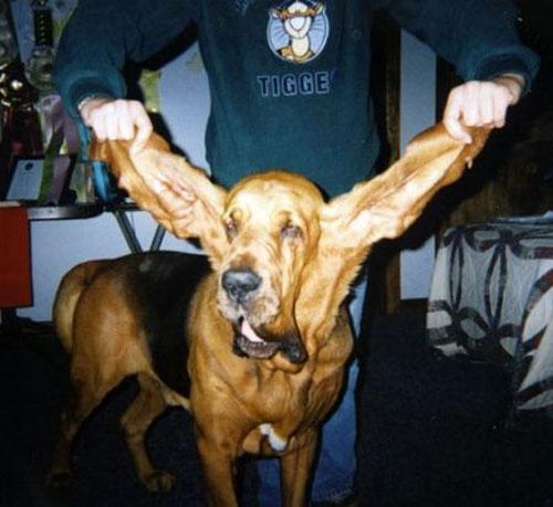 Самые новые рекорды книги рекордов Гиннеса