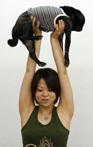 Новинка собаководства: собачья йога…