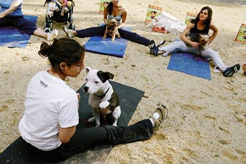 Новинка собаководства: собачья йога…