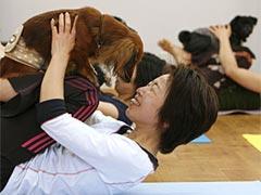 Новинка собаководства: собачья йога…