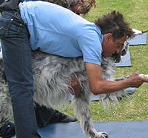 Новинка собаководства: собачья йога…