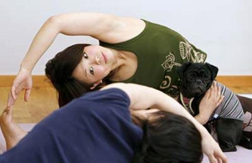 Новинка собаководства: собачья йога…