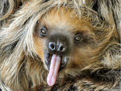 Самые странные и необычные фотографии животных в ушедшем году