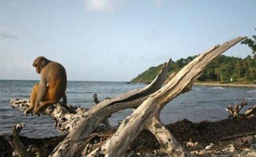 На резусах медики ставят эксперименты. Кайо Сантьяго опекается сотрудниками Университета Пуэрто-Рико.