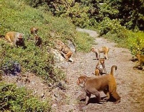 В 1938 году 409 макак-резусов были выпущены на волю на необитаемом <B>острове Кайо Сантьяго</B>, у берегов Пуэрто-Рико.