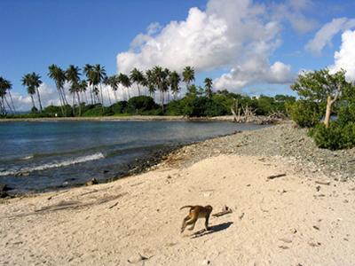 Ступить на остров и пообщаться с животными имеют право лишь ученые. Тем не менее, любой желающий может арендовать лодку и понаблюдать за макаками с моря.