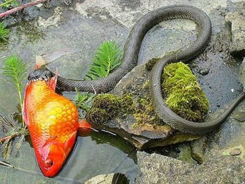Змея поймала золотую рыбку