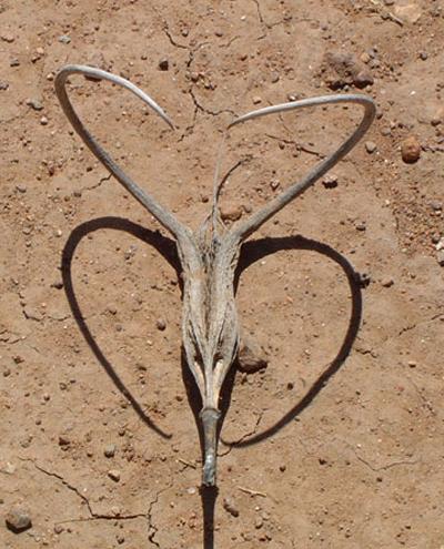 Самые жуткие растения планеты Земля