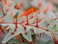 Самые жуткие растения планеты Земля