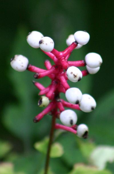 Самые жуткие растения планеты Земля