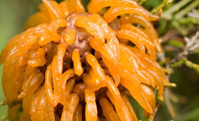 Самые жуткие растения планеты Земля