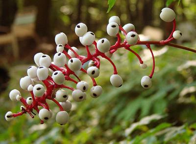 Самые жуткие растения планеты Земля