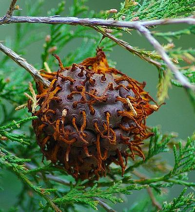 Самые жуткие растения планеты Земля