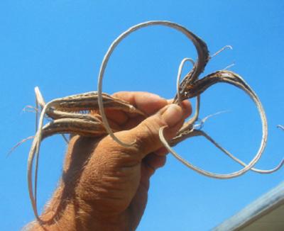 Самые жуткие растения планеты Земля