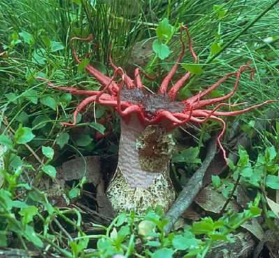 Самые жуткие растения планеты Земля