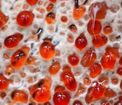 Самые жуткие растения планеты Земля