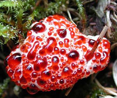 Самые жуткие растения планеты Земля