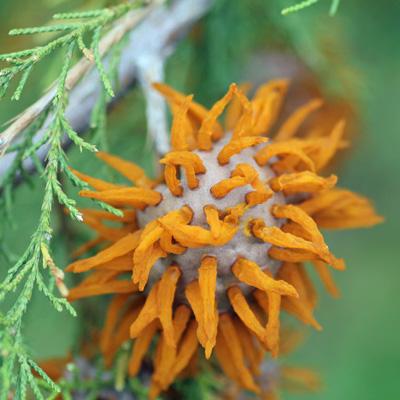 Самые жуткие растения планеты Земля