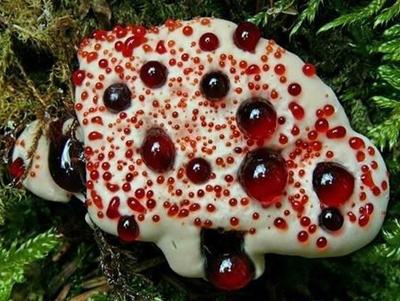 Самые жуткие растения планеты Земля