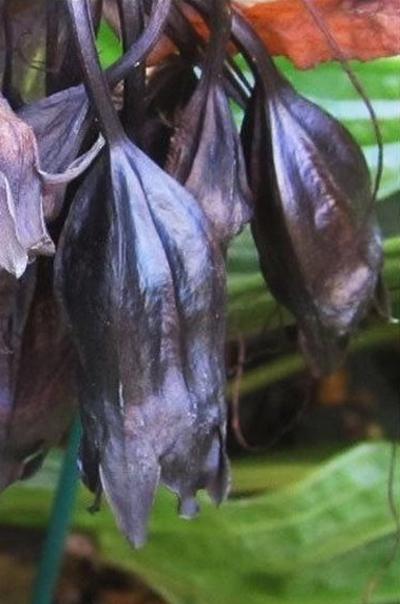 Самые жуткие растения планеты Земля