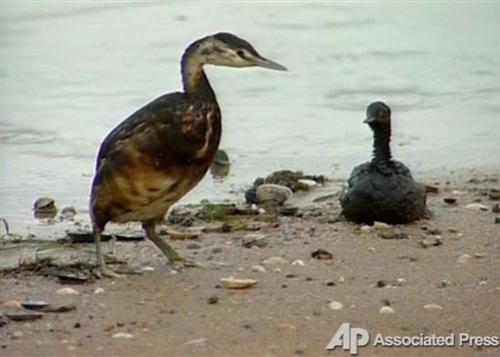 Жертвы шторма в Керченском проливе