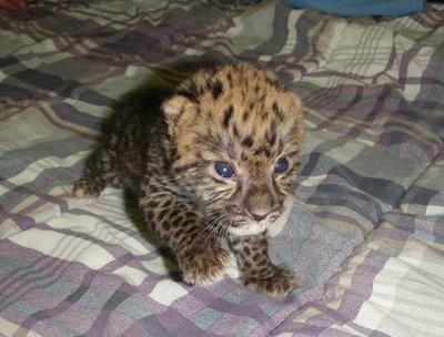 Рожденные в зоопарках