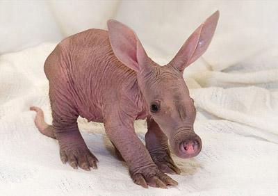 Рожденные в зоопарках