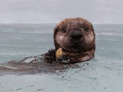 Рожденные в зоопарках