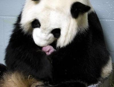 Рожденные в зоопарках