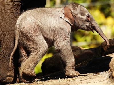 Рожденные в зоопарках