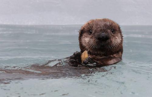 Рожденные в зоопарках