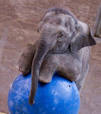 Рожденные в зоопарках