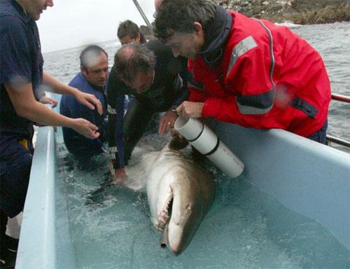 Биолог засунул руку в пасть акуле