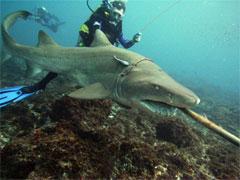 Биолог засунул руку в пасть акуле