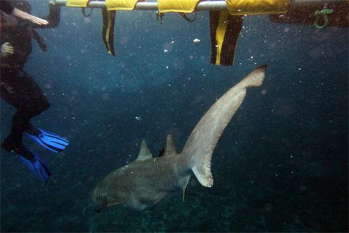 Биолог засунул руку в пасть акуле