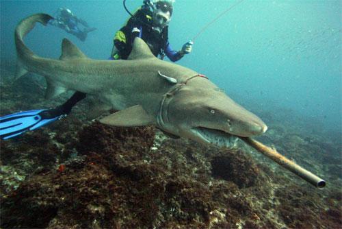 Биолог засунул руку в пасть акуле