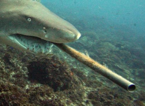 Биолог засунул руку в пасть акуле