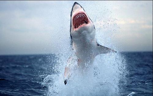 Дикая природа: охота акулы на тюленя