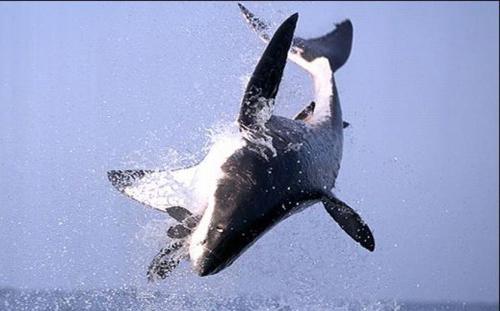 Дикая природа: охота акулы на тюленя