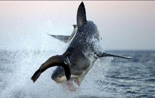 Дикая природа: охота акулы на тюленя