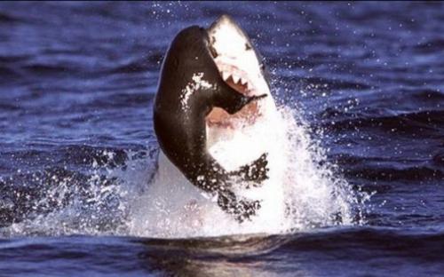 Дикая природа: охота акулы на тюленя