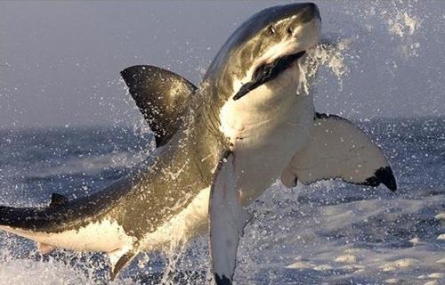 Дикая природа: охота акулы на тюленя