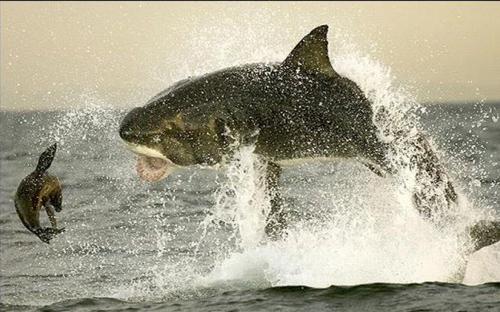 Дикая природа: охота акулы на тюленя