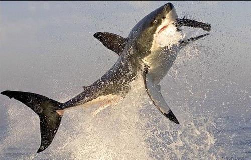 Дикая природа: охота акулы на тюленя