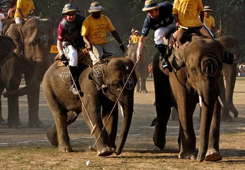 В Гималаях в разгаре чемпионат по слоновьему поло